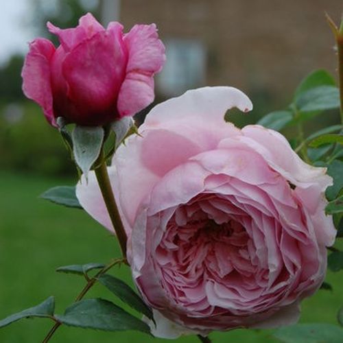 Rosa  Ausbite - růžová - Stromkové růže s květy anglických růží - stromková růže s keřovitým tvarem koruny
